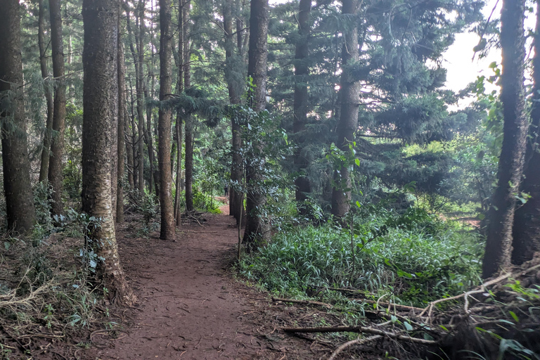 Karura Forest walking tour with nature and waterfalls.