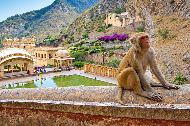 Jaipur: Private Evening Tour & Monkey Temple Sunset by Car Jaipur: Evening Tour & Monkey Temple Sunset by Tuk Tuk