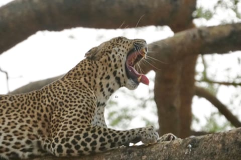 10 Days Gorilla, chimps, Uganda Safari Game drive