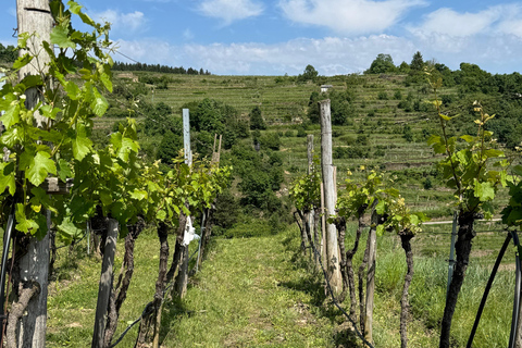 Dégustation et visite de petits vignobles biologiques avec un vigneron