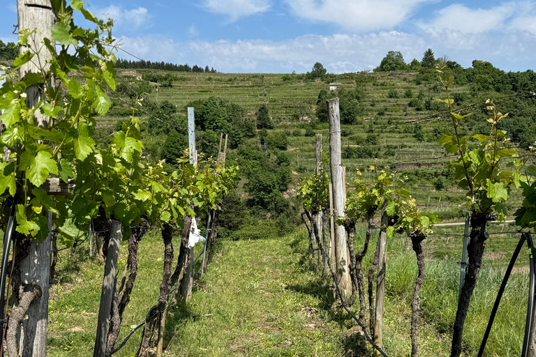 Degustação e passeio por pequenas vinícolas orgânicas com um enólogo