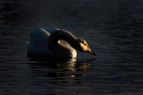 Glasgow: Beginners Wildlife Photography WorkshopGlasgow: Wildlife Photography Workshop