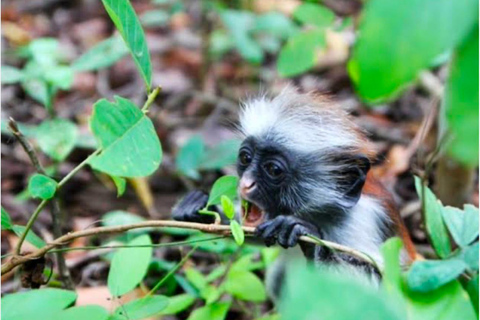 Zanzibar: las Jozani i jaskinia Salaam z odbiorem z hoteluWYCIECZKA PRYWATNA: z odbiorem z hotelu ze WSZYSTKICH HOTELI na Zanzibarze