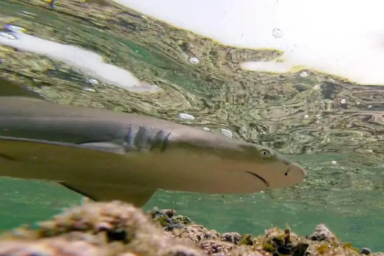 Salt Pans & Lemon Sharks Experience