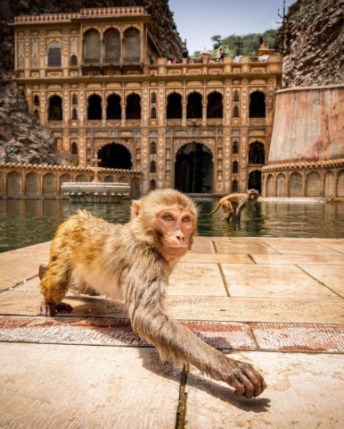 Visit Jaipur sightseeing tour with monkey temple (Galta ji temple) in Jaipur