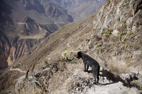 From Arequipa: Colca Canyon Full-Day Tour