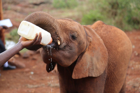 Nairobi: Excursión al Parque Nacional de Nairobi y al Orfanato de Elefantes