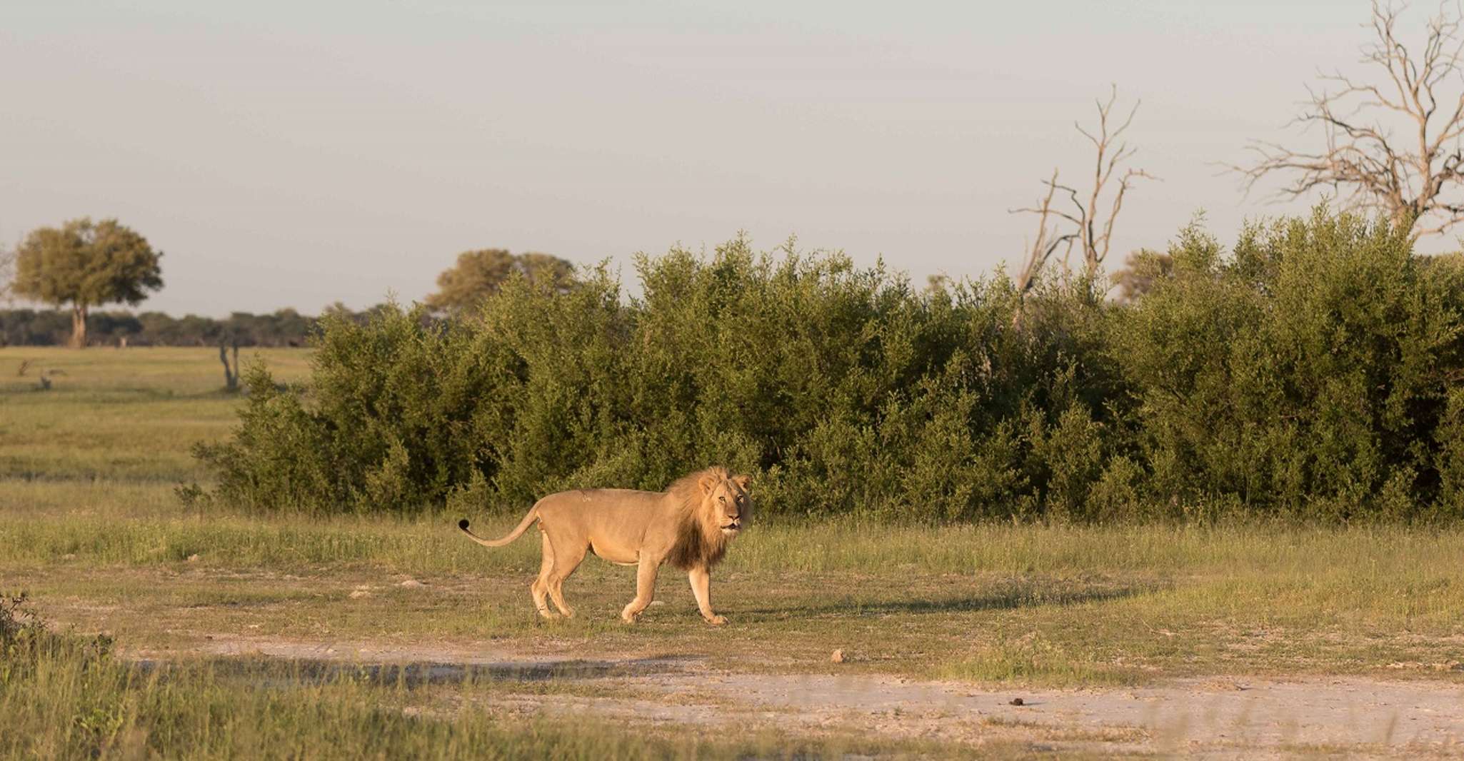 Zambezi National Park Full Day Safari - Housity