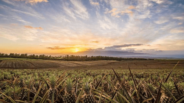 Turul ananasului din Maui: experiență la fermă și ospăț
