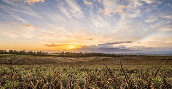 Maui Pineapple Tour: Farm and Feast Experience