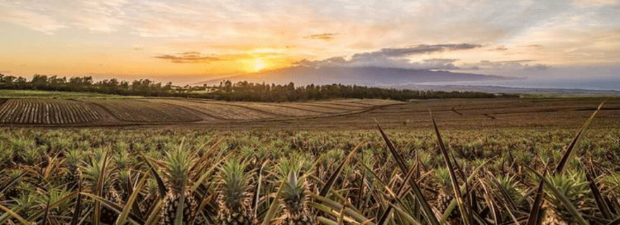 Maui Pineapple Tour : expérience à la ferme et festin