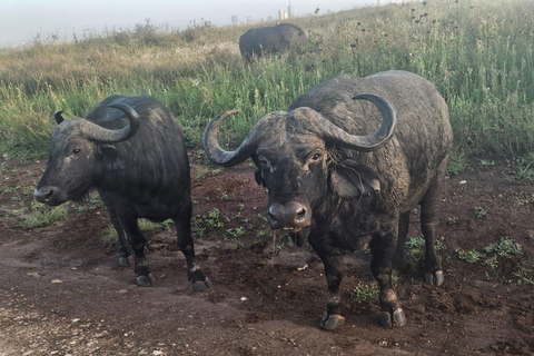 Parc national de Nairobi : promenade nocturne avec prise en charge gratuite