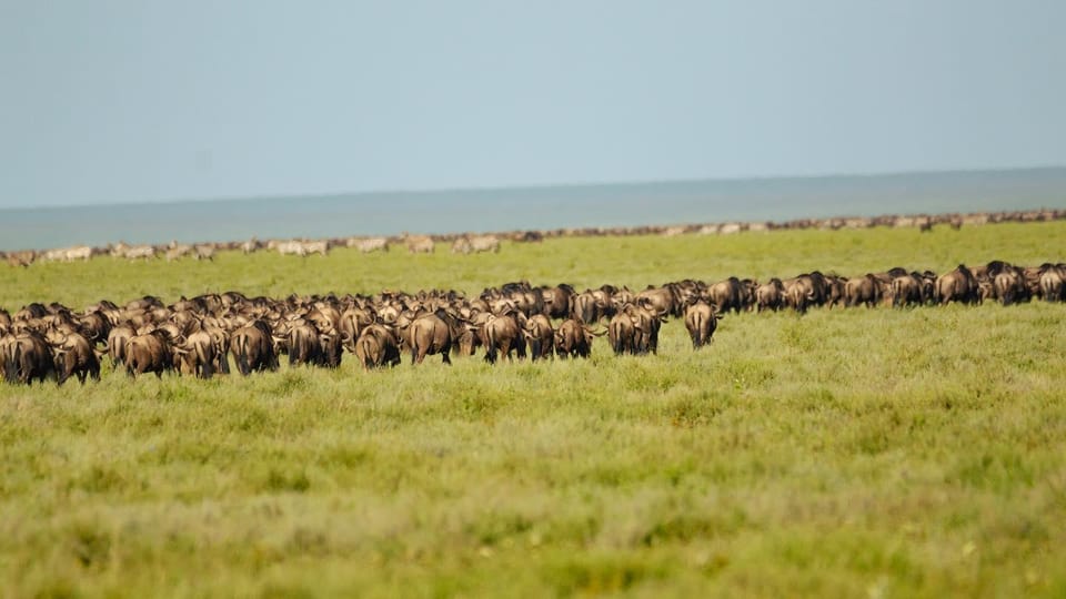 Serengeti Safari migration de 3 jours avec vol en montgolfière