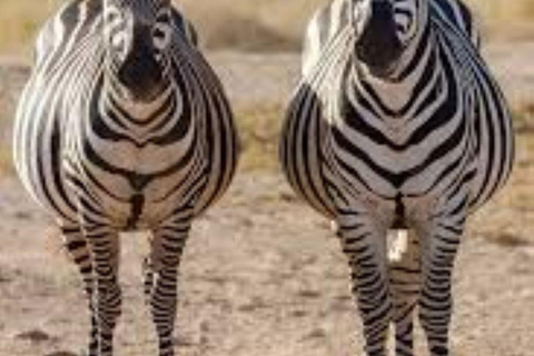 Tour di un giorno della fauna selvatica di Amboseli e visite ai villaggi Masai