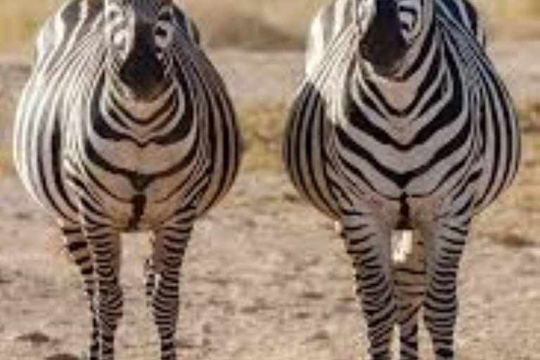 Tour di un giorno della fauna selvatica di Amboseli e visite ai villaggi Masai