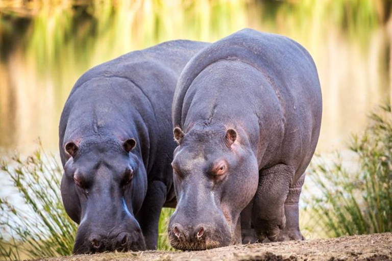 CAPE TOWN: PRYWATNE SAFARI W REZERWACIE GIER AQUILAZ Kapsztadu: Wycieczka w obie strony do Aquili z przejażdżką do gier