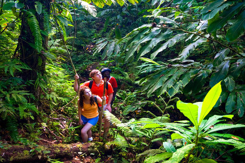 瀑布、巧克力之旅、雨林、皇家历史遗迹瀑布之旅、巧克力之旅、热带雨林、皇家历史之旅