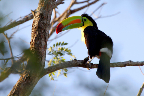 Carara National Park: Beste Tour Carara National Park - Ein Tag