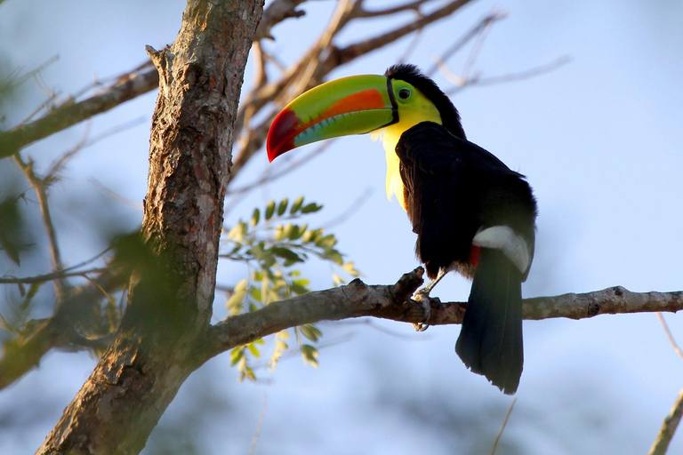 Parque Nacional de Carara: Melhor Tour Parque Nacional de Carara - Um dia