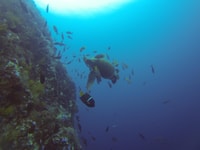 Kicker rock giornata intera - Hizvo
