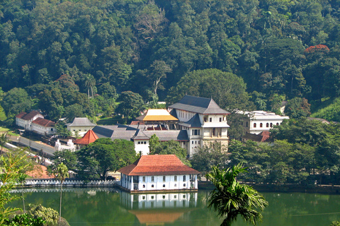 Excursão de um dia de Colombo a Kandy, Pinnawela e Fábrica de Chá