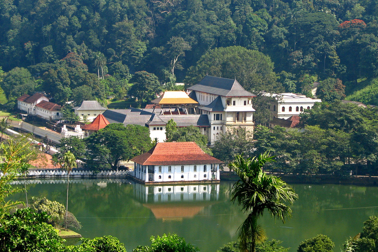 Excursão de um dia de Colombo a Kandy, Pinnawela e Fábrica de Chá