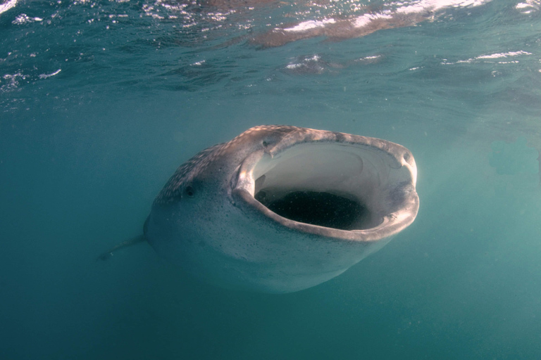 Small group Whale Shark snorkeling in La Paz, BCS, Mexico