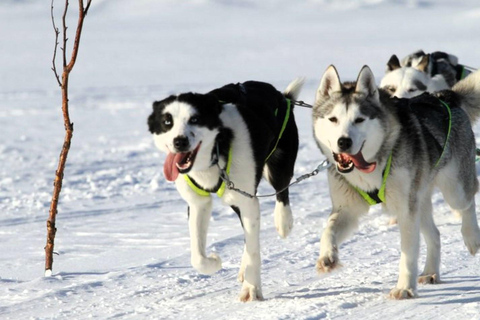 Sirkka: 1,5 km familjevänlig Husky-slädåkning