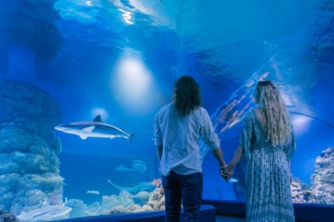 Cairns: Guided Twilight Tour of the Aquarium - Image 2