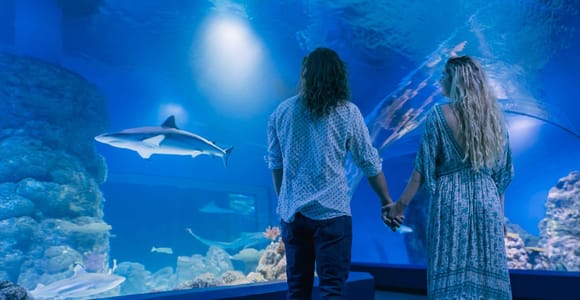 Cairns: Guided Twilight Tour of the Aquarium