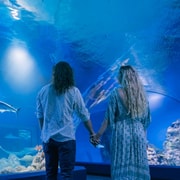 Cairns: Guided Twilight Tour of the Aquarium Cairns: Guided Twilight Tour of the Aquarium