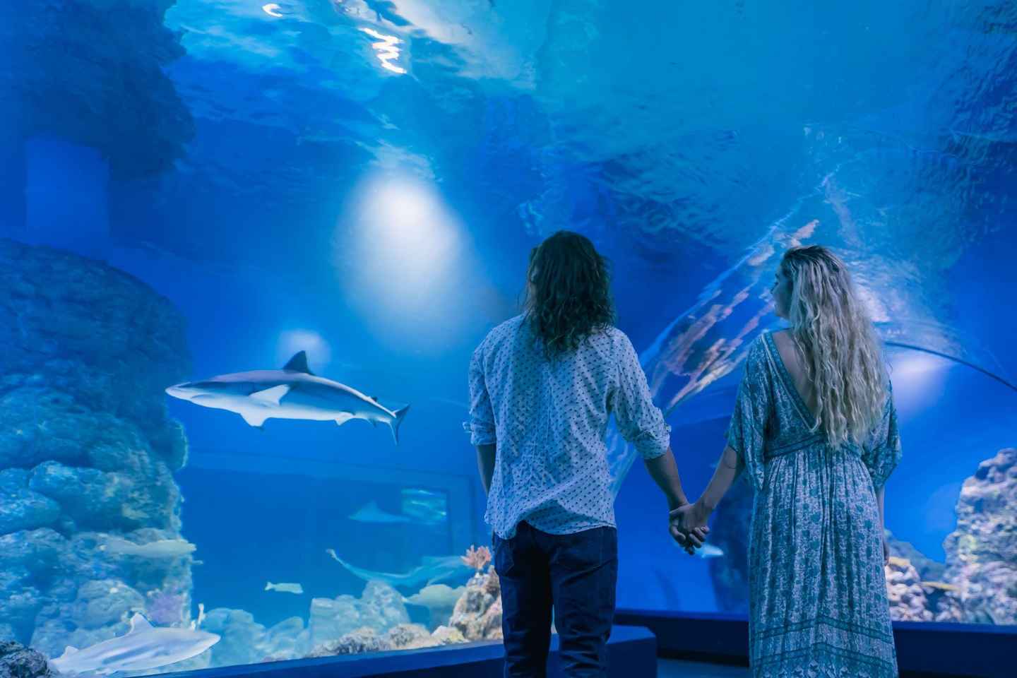 Cairns: Guided Twilight Tour of the Aquarium - Cairns: Guided Twilight Tour of the Aquarium