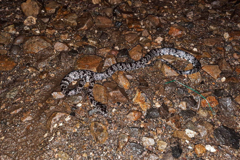 Monteverde : Visite nocturne partagée au Costa Rica