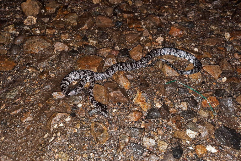 Monteverde : Visite nocturne partagée au Costa Rica