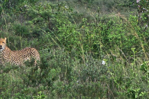 Nairobi National Park Game Drive Safari With Pick-Up