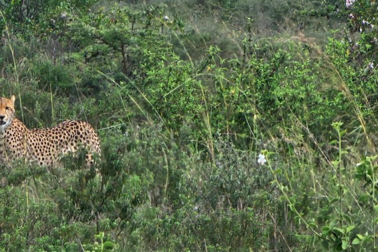 Nairobi National Park Game Drive Safari With Pick-Up