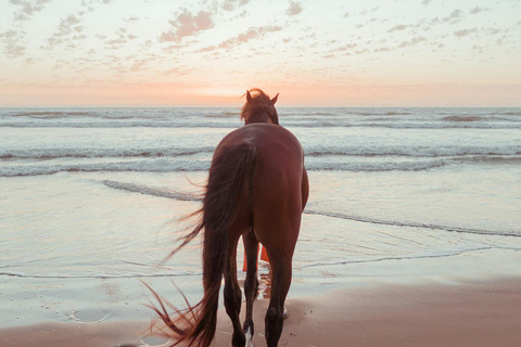 Barbados: Beach Horse Ride + Swimming + Picnic or Rum Tour Horse Ride with Rum Distillery Tour