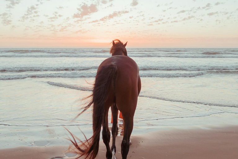 Barbados: Beach Horse Ride + Swimming + Picnic or Rum Tour Horse Ride with Rum Distillery Tour