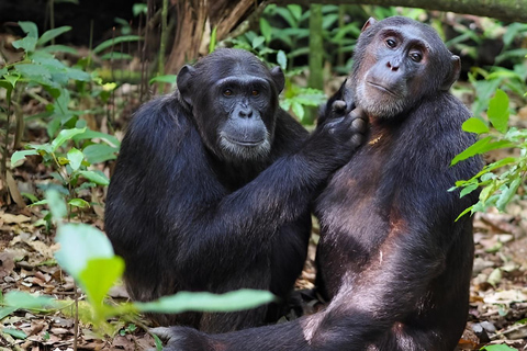 乌干达：3 天布温迪大猩猩和基巴莱黑猩猩徒步之旅乌干达：布温迪大猩猩和基巴莱黑猩猩徒步之旅（3 天）