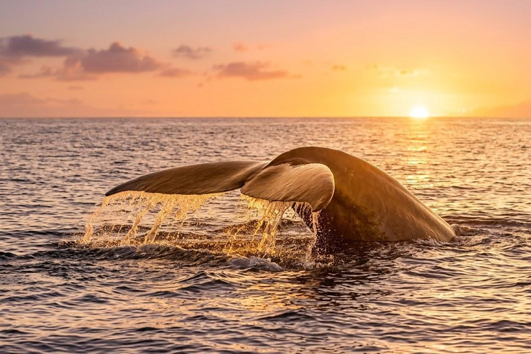 Tangalle: Mirissa Whale Watching & Dondra Lighthouse Tour