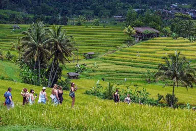 Bali: Jatiluwih, Ulun Danu Bratan, Handara Gate & Tanah Lot North part of Bali group tour with entrance