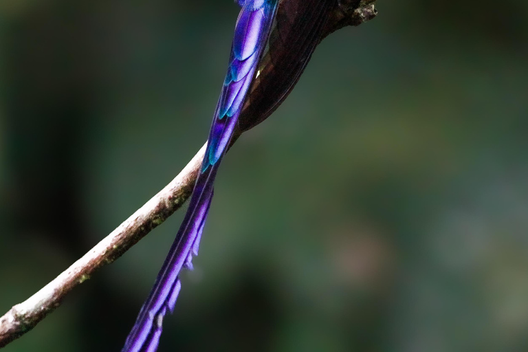 Observación de aves en el bosque nuboso, mariposas y degustación de chocolate