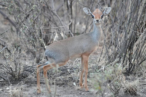 From Addis Ababa: 8-Day Danakil, Awash & Harar Safari