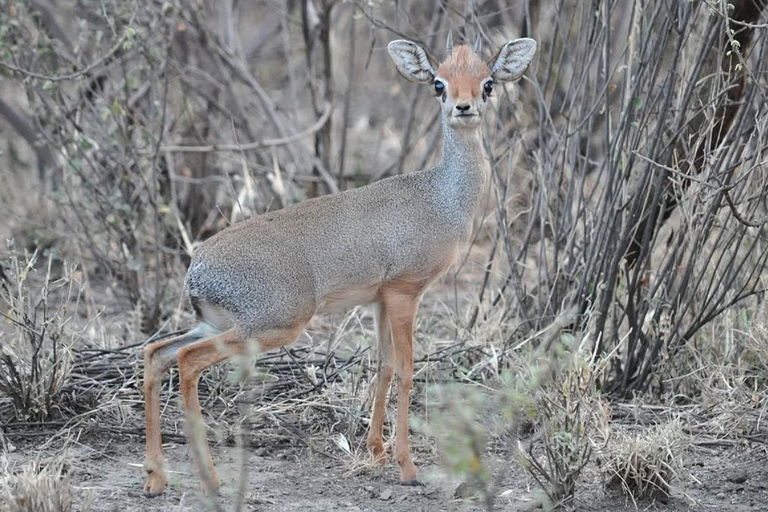 From Addis Ababa: 8-Day Danakil, Awash & Harar Safari