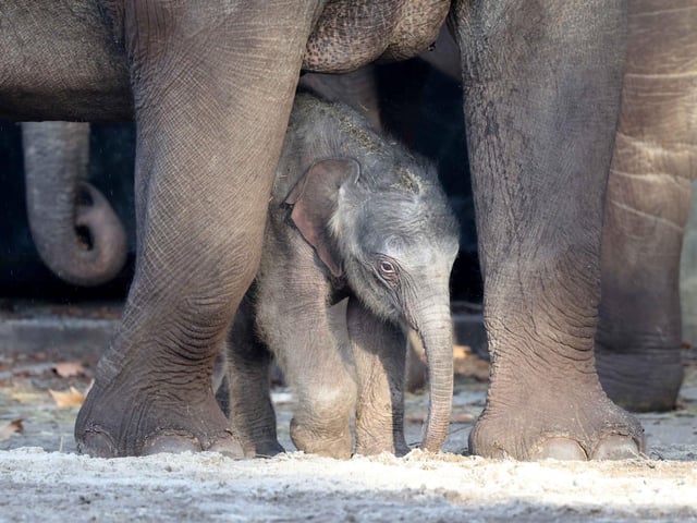 Amsterdam: Eintrittskarte für den Königlichen Zoo ARTIS Amsterdam