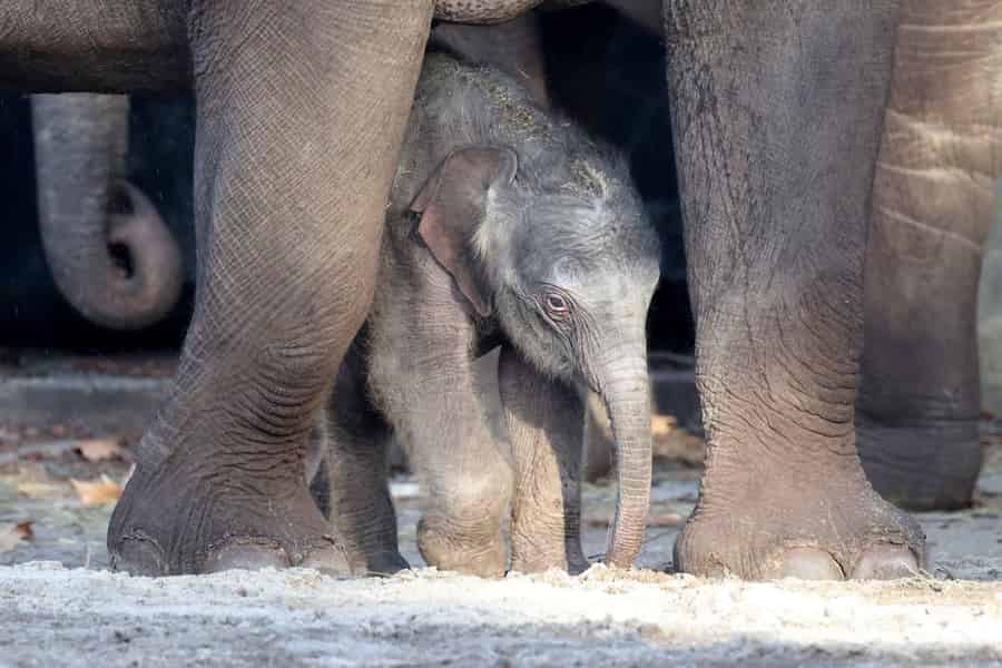 Amsterdam: Eintrittskarte für den Königlichen Zoo ARTIS Amsterdam. Foto: GetYourGuide