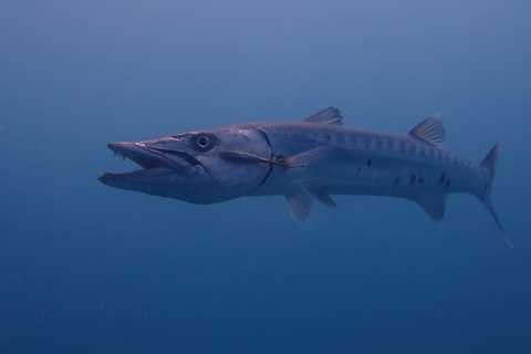 Cartagena: PADI DISCOVER SCUBA / MINICURSO DE BUCEO