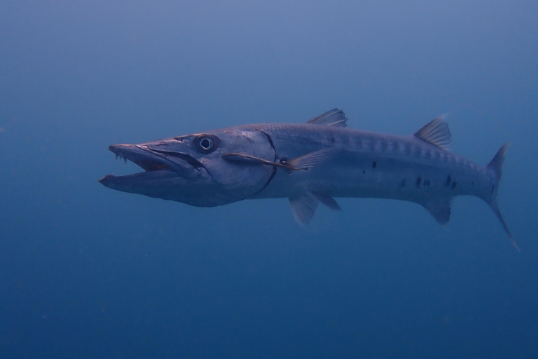 Cartagena: PADI DISCOVER SCUBA / MINICURSO DE BUCEO