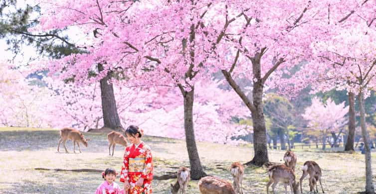 Kyoto/Osaka: Nara, Fushimi Inari Taisha, Arashiyama Bus Tour photo 7