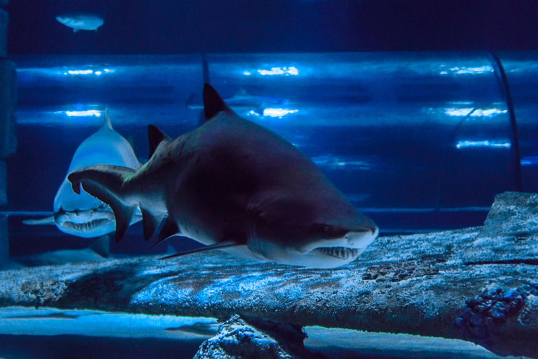 Antalya: Ticket de entrada al Acuario y al Museo de Cera